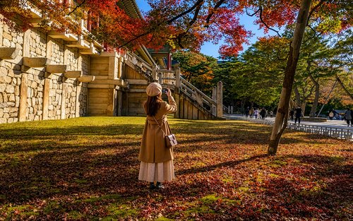Gyeongju Autumn Foliage & Pink Muhly Tour from Busan