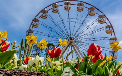 Canberra Floriade Flower Festival, Mt Ainslie Lookout & Bowral Spring Day Tour