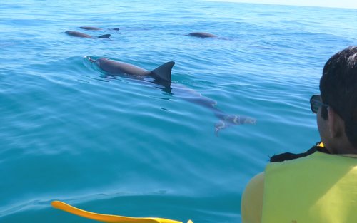 努沙划独木舟赏海豚＆海滩越野车之旅