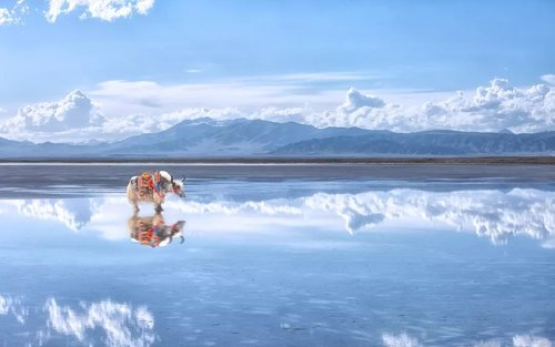 Xining Qinghai Lake + Chaka Salt Lake Private Guided Day Tour 