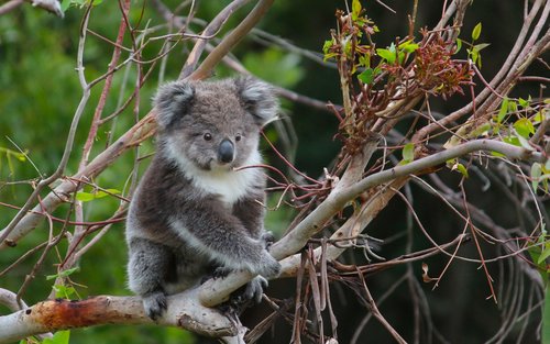 Koala in tree