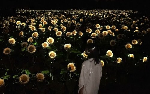 Bilet pentru Grădina Botanică teamLab Osaka