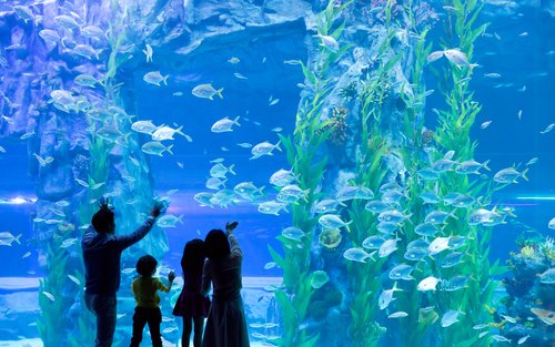 Billet pour l'aquarium Lotte World à Séoul