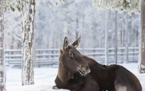 Rovaniemi Ranua Wildlife Park Half-Day Small Group Tour