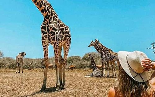Experiencia de medio día en Mombasa: Aldea Giriama y Santuario Nguuni