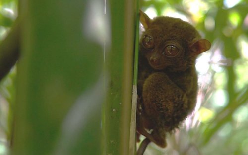 Bohol Countryside Tour by Southwest Tours