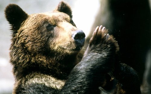 登別熊牧場門票
