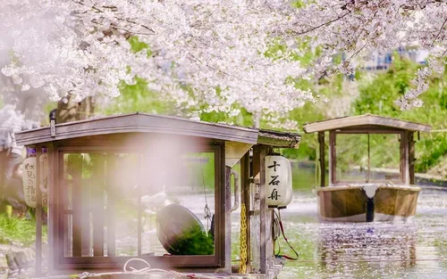 【京都美食樱花乘船慢旅行】樱花隧道十石舟泛舟（保证含船票）&百年老铺鱼三楼庭院怀石料理&京都古街散策之旅