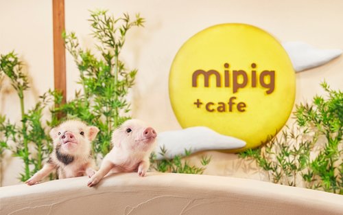 Pengalaman di Micro Pig Cafe Osaka