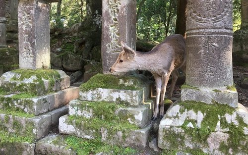 3-Hour Private Guided Tour of Nara Park