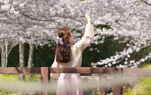 Jeju Day Tour Package Featuring Four Major Seasonal Flowers