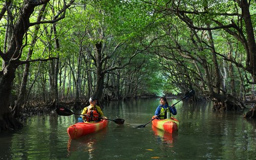 Mangrove Kayak and Waterfall Trek with Outdoor Lunch in Iriomote