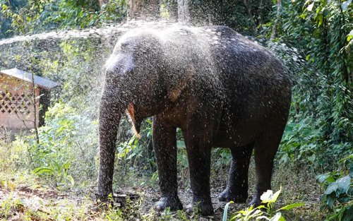 Vallée des Éléphants Sauvages