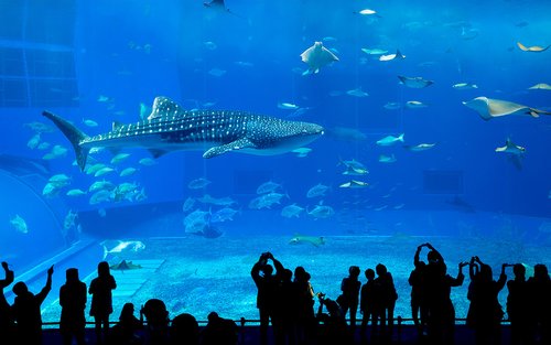 Okinawa North/South Day Trip | Churaumi Aquarium & American Village | Okinawa Culture Kingdom & Senaga Island | Optional Northern 9-Person Small Group & Optional Hotel Transfer | Chinese Service | Tickets Available