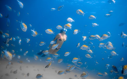 洛斯卡沃斯浮潛之旅：智利諾灣 & 聖瑪麗亞灣