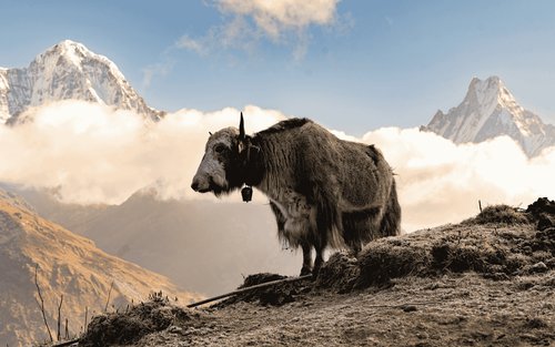 Soukromá vícedenní trekingová túra Pokhara Mardi Himal
