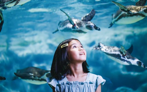 DMM Kariyushi Aquarium Ticket in Okinawa