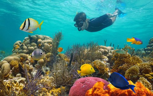 키웨스트 스노클링 & 무제한 음료