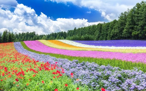 Excursion d'une journée à la ferme Tomita de Furano, à la colline Shikisai, à l'étang bleu et au Campana Rokkatei | Départ de Sapporo (guide touristique chinois et anglais)
