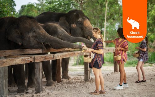 Elephant Jungle Sanctuary Chiang Mai Experience