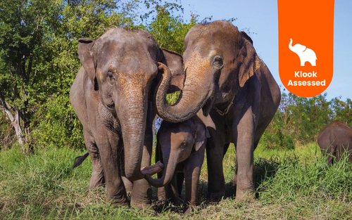 กิจกรรมดูแลช้างที่ศูนย์อนุรักษ์ช้าง Bangkok Elephant Park ในกรุงเทพฯ