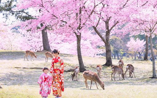 [Kyoto & Nara & Uji Day Trip] Nara Park's Adorable Deer & Fushimi Inari Shrine's Thousand Torii Gates & World Heritage Site Todai-ji Temple & Byodo-in Temple & Uji Matcha Food Street & Uji River & Uji Park & Asagiri Bridge Day Trip