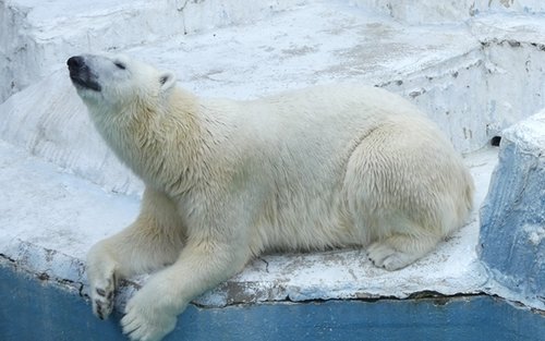 大阪天王寺動物園門票