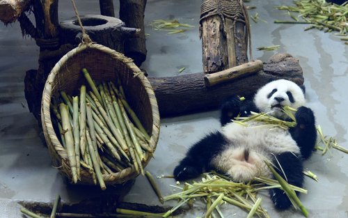 Perjalanan Eksplorasi Pangkalan Penelitian Pembiakan Panda Raksasa Chengdu dan Buddha Raksasa Leshan