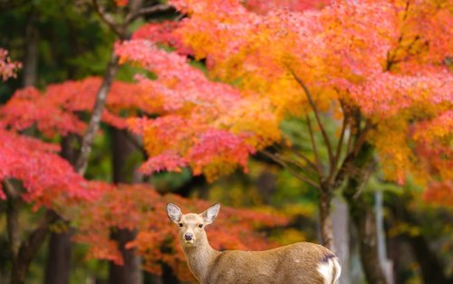 [Kyoto & Nara & Uji Day Trip] Nara Park's Adorable Deer & Fushimi Inari Shrine's Thousand Torii Gates & World Heritage Site Todai-ji Temple & Byodo-in Temple & Uji Matcha Food Street & Uji River & Uji Park & Asagiri Bridge Day Trip