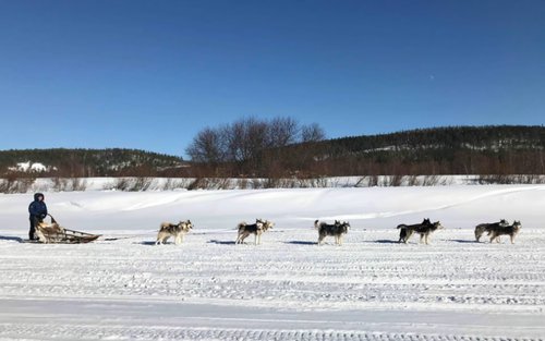 Lokale Husky-Erfahrung mit Schlittenfahrt und Fotograf