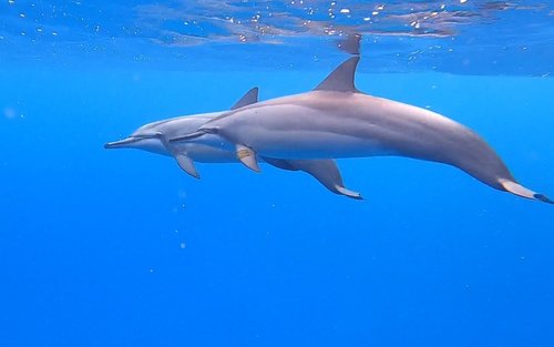 アートパネル　ハワイ　ワイキキ　オアフ　イルカ　リゾート　海　珊瑚礁　魚　熱帯魚 アートパネル ハワイ ワイキキ オアフ イルカ リゾート 海