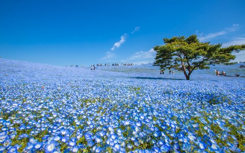 东京赏花一日游：常陆海滨公园粉蝶花 + 足利紫藤 + 宇都宫饺子