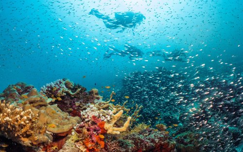 Dive Discovery: Exploring Baa Atoll's Depths with PADI 5* Center