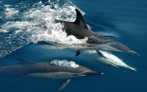 Auckland: Whales, Dolphins and Islands Cruise 