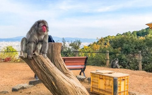 Arashiyama 3-Hour UNESCO Site & Monkey Park Tour