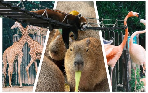 Shanghai Wild Animal Park Full-Day Animal Encounter Tour