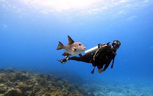 Scuba Diving Experience in Dubai 
