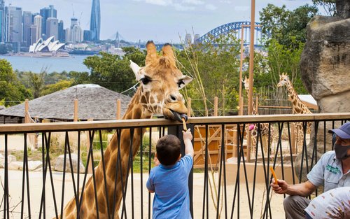 雪梨塔龙加动物园门票