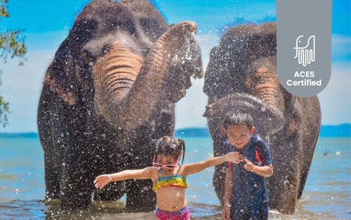 Elephant Experience on Phuket Beach by Lily Elephant Camp