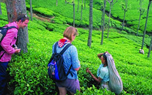 Tour Riêng Trong Ngày Nuwara Eliya Từ Ella