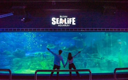 Busan SEA LIFE Aquarium / Brickman Admission Ticket