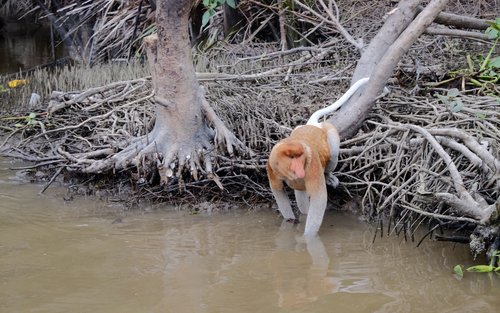 Kawa Kawa Nanamun Mangrove Sunset & Fireflies River Cruise