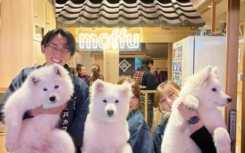 Общение с самоедами: поближе познакомьтесь с этими собаками в Харадзюку 