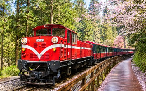 A day trip to Tianchangdiijiu Bridge, Alishan National Forest Recreation Area, and a tea-picking experience