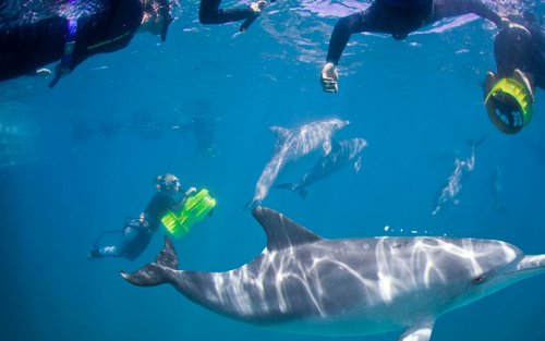 dolphin encounter