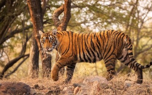 From Delhi: Haridwar, Rishikesh and Jim Corbett Safari 4-Day Tour