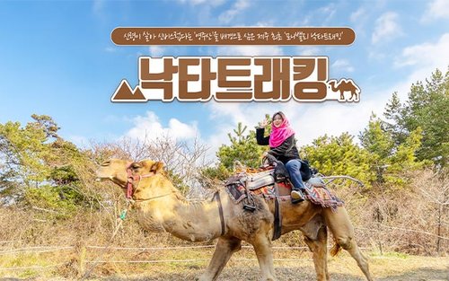 [제주] 낙타트래킹+먹이주기체험