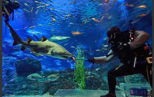 Billet d'entrée SEA LIFE de Busan