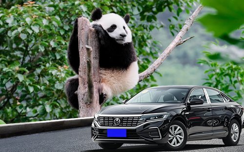 Banlieues de Chengdu : Excursion facultative d'une journée à Dujiangyan/Base des pandas géants/Mont Qingcheng/Sanxingdui