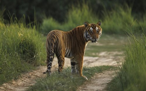 Aventura de 3 noches/4 días en la vida salvaje y la jungla del Parque Nacional de Chitwan